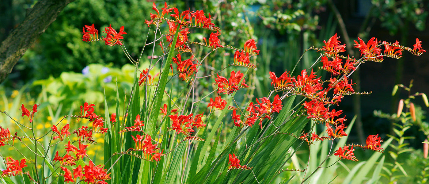 Montbretie - Crocosmia montbretia