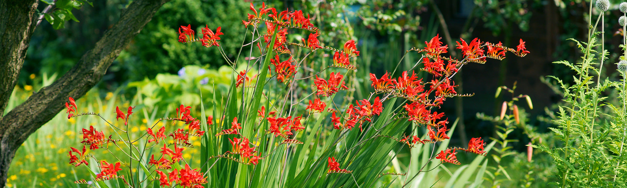 Montbretie - Crocosmia montbretia