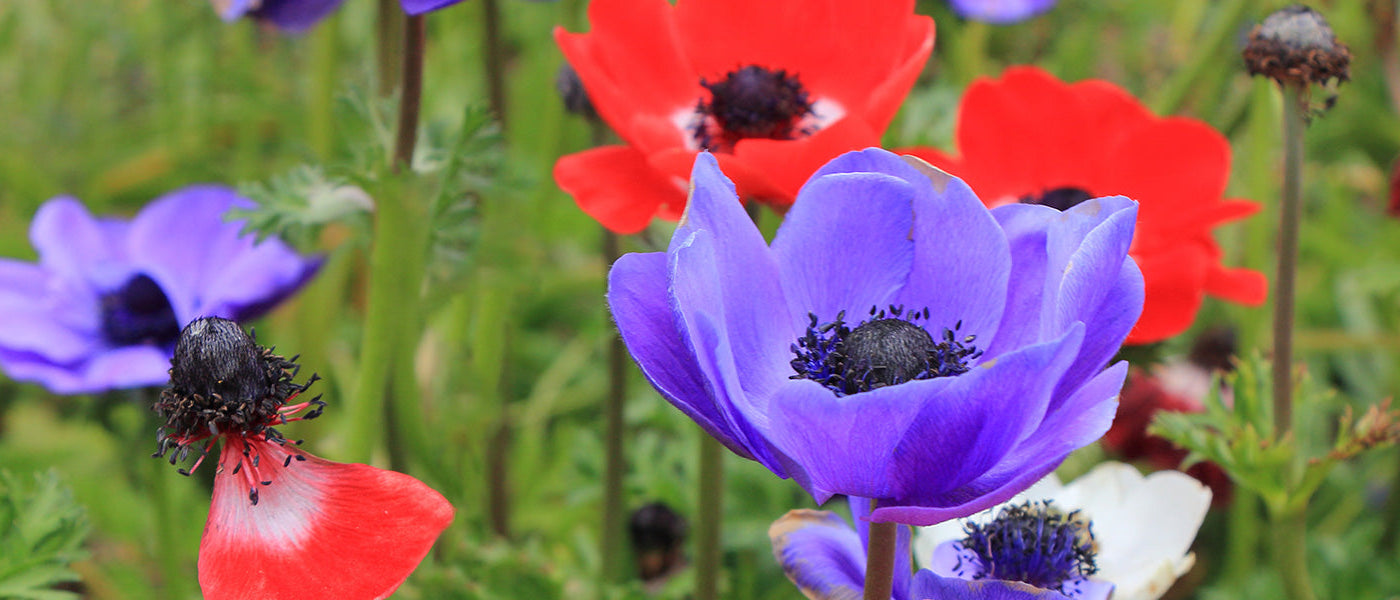 Anemone