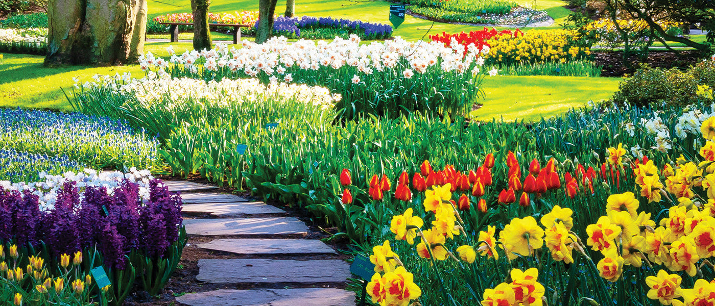 Wanderruten-Inkalilie - Alstroemeria pelegrina