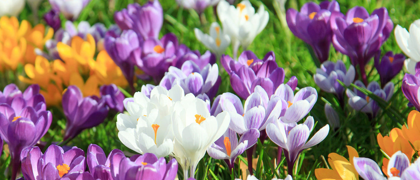 Safran-Krokus - Crocus sativus