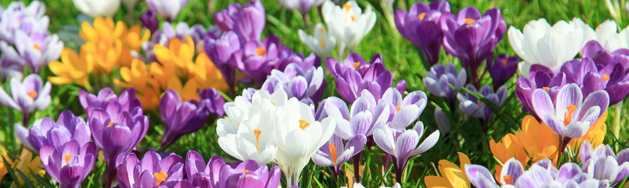 Safran-Krokus - Crocus sativus