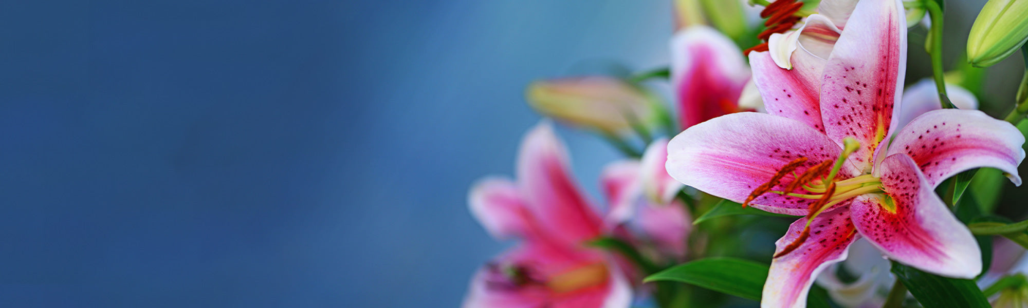 Madonnenlilie - Lilium candidum