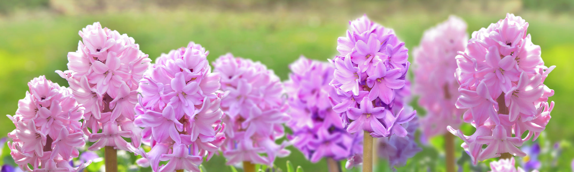 Spanische Hyazinthe - Hyacinthus hispanicus
