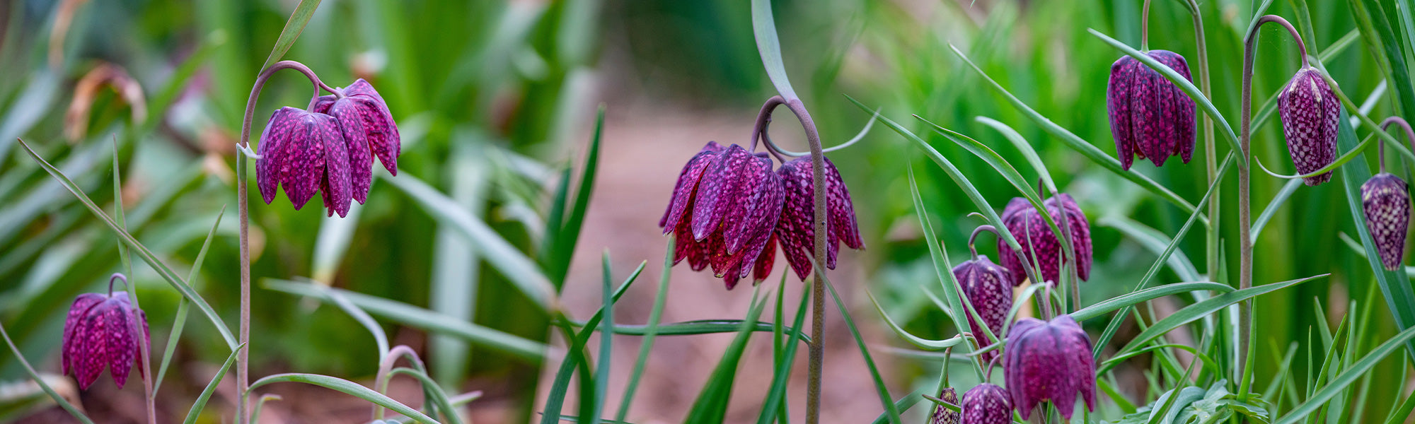 Schachblume - Fritillaria meleagris