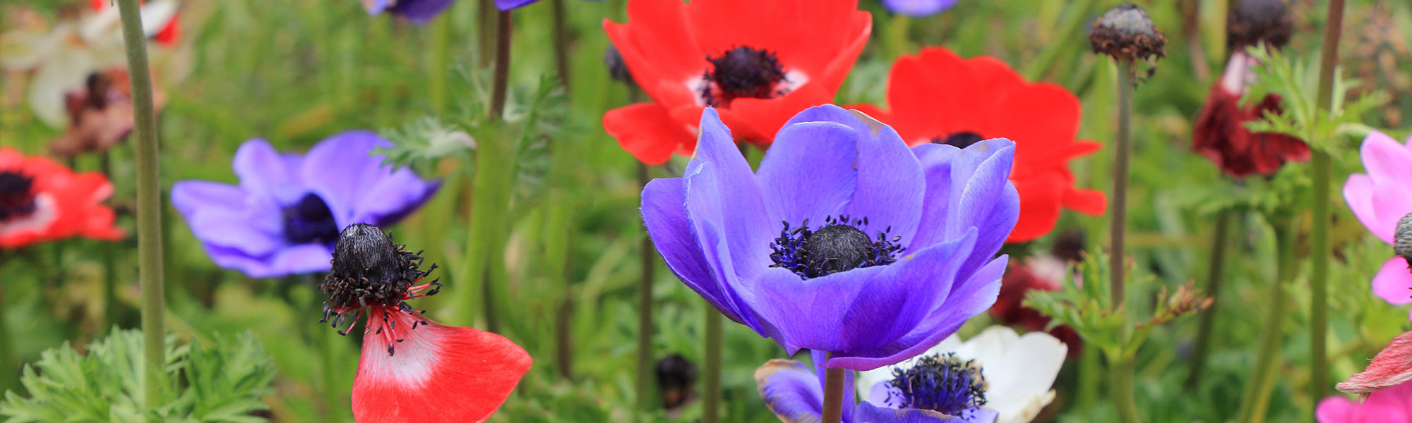 Herbst-Anemone - Anemone hupehensis