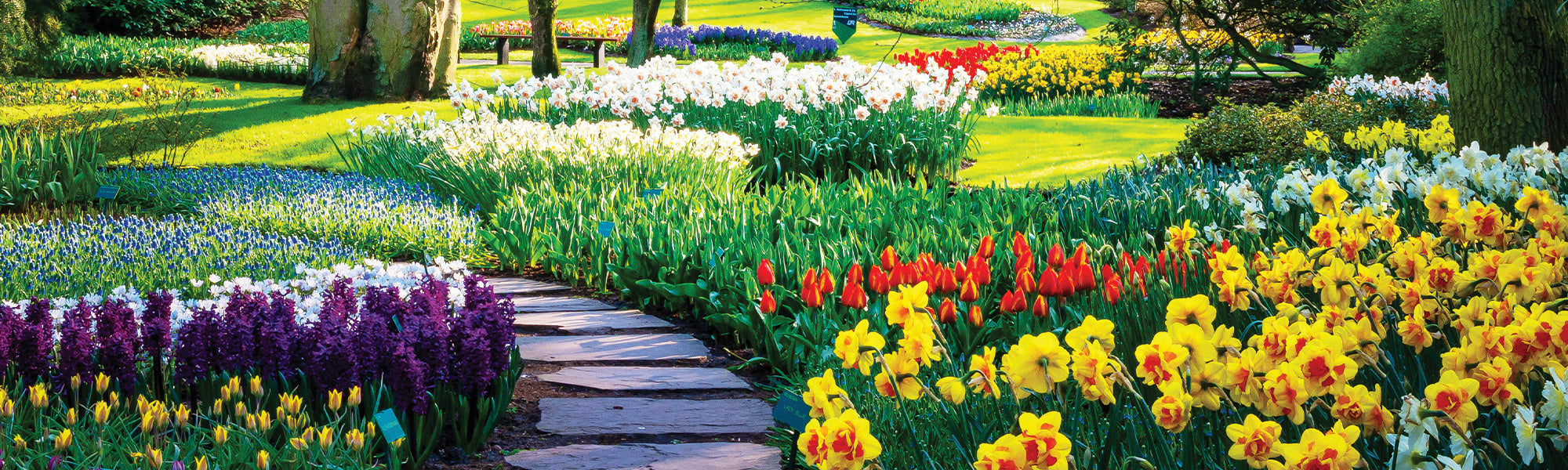 Blumenzwiebel-Neuheiten