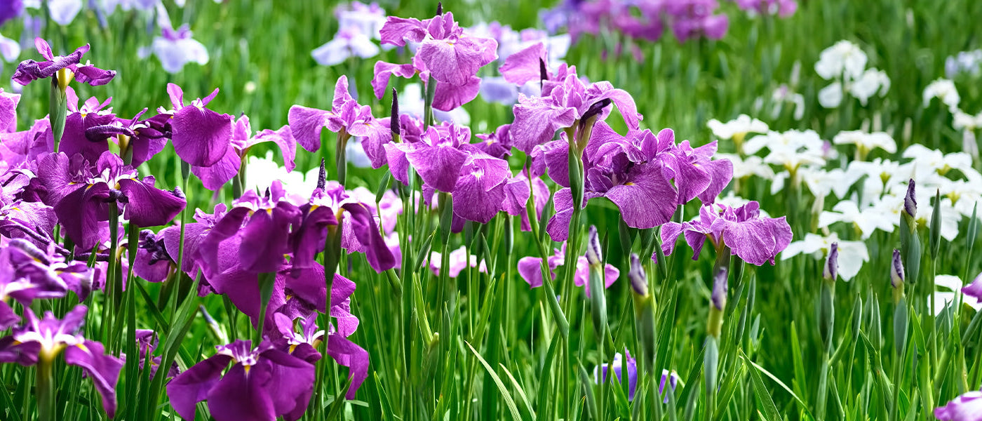 Iris