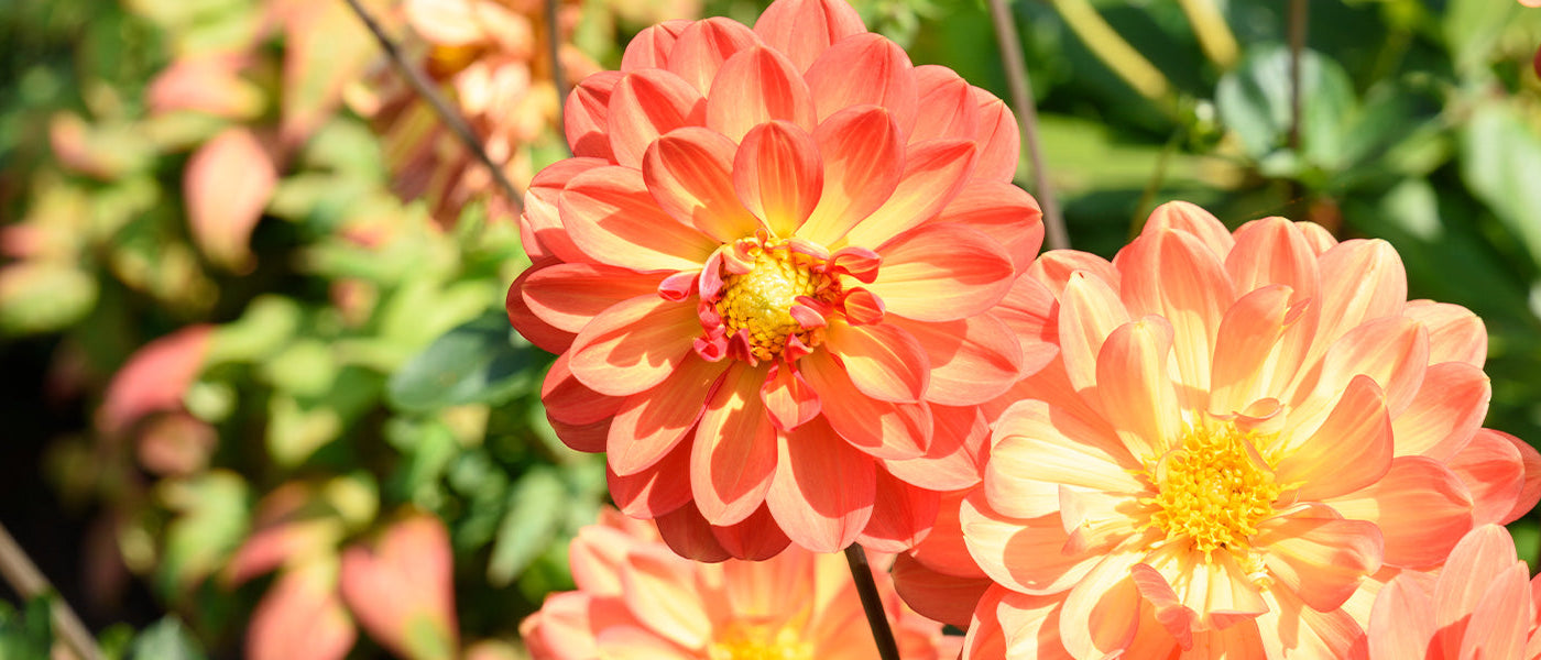 Baumdahlie - Dahlia imperialis