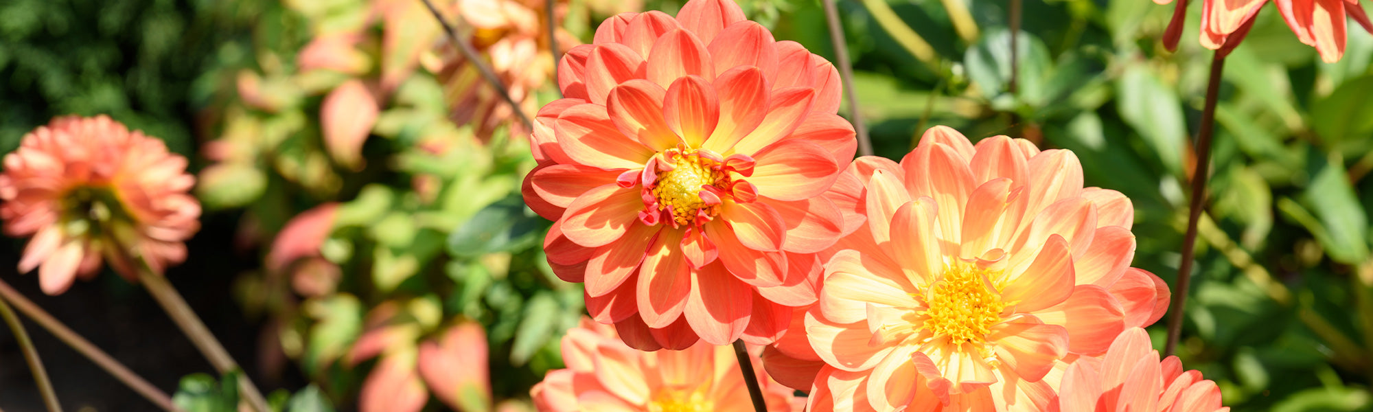 Baumdahlie - Dahlia imperialis