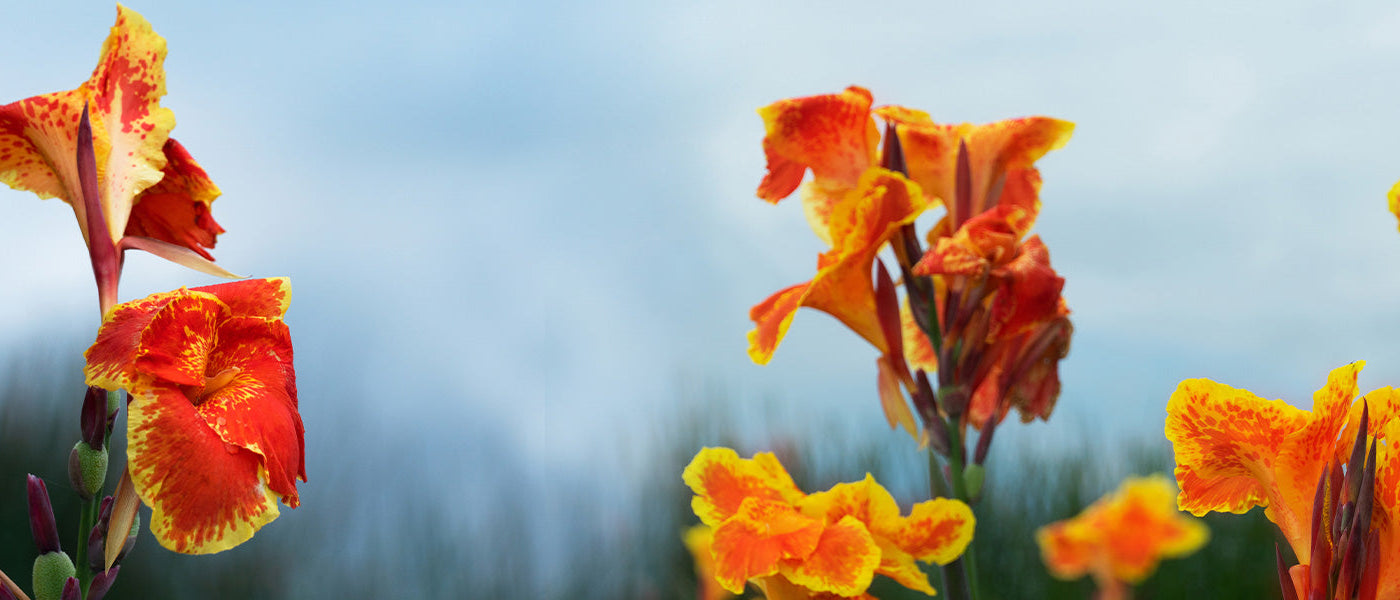 Indisches Blumenrohr - Canna indica