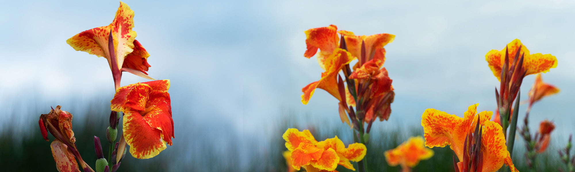 Indisches Blumenrohr - Canna indica