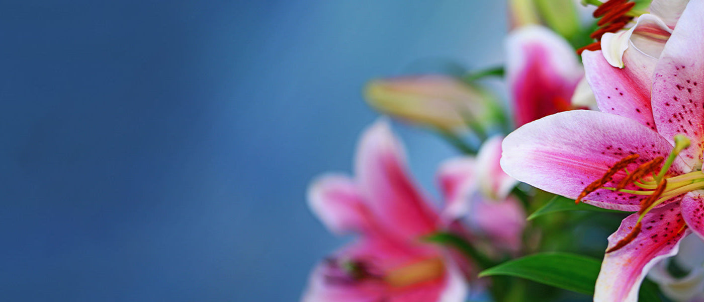 Lilien - Lys