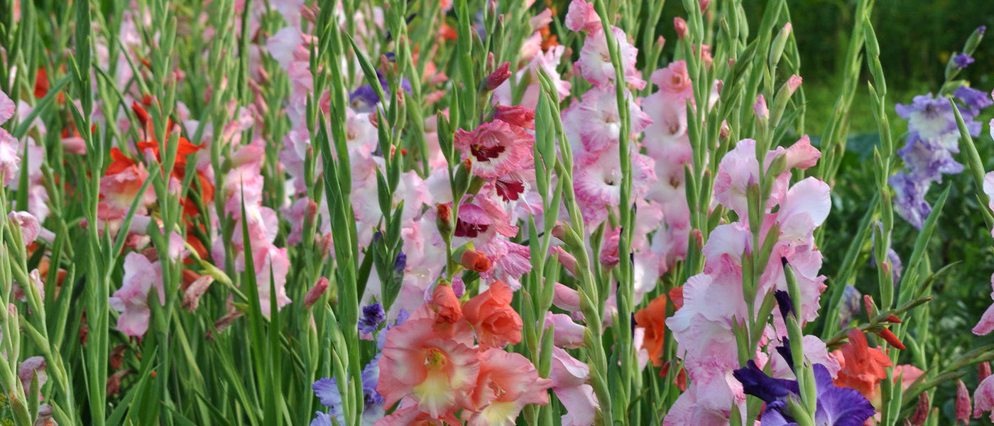 Gladiole