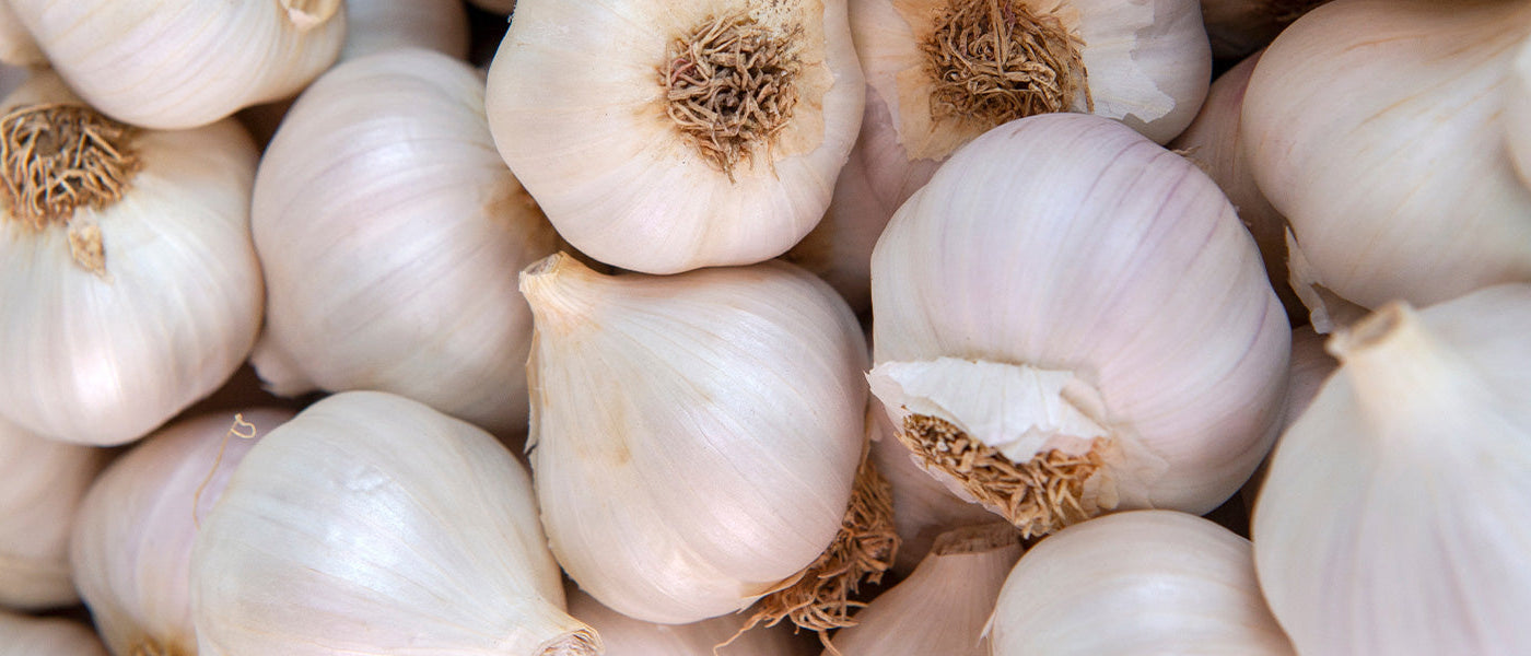 Knoblauch
