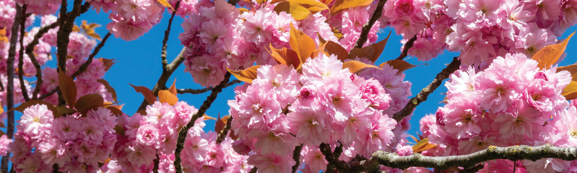 Japanische Blütenpracht