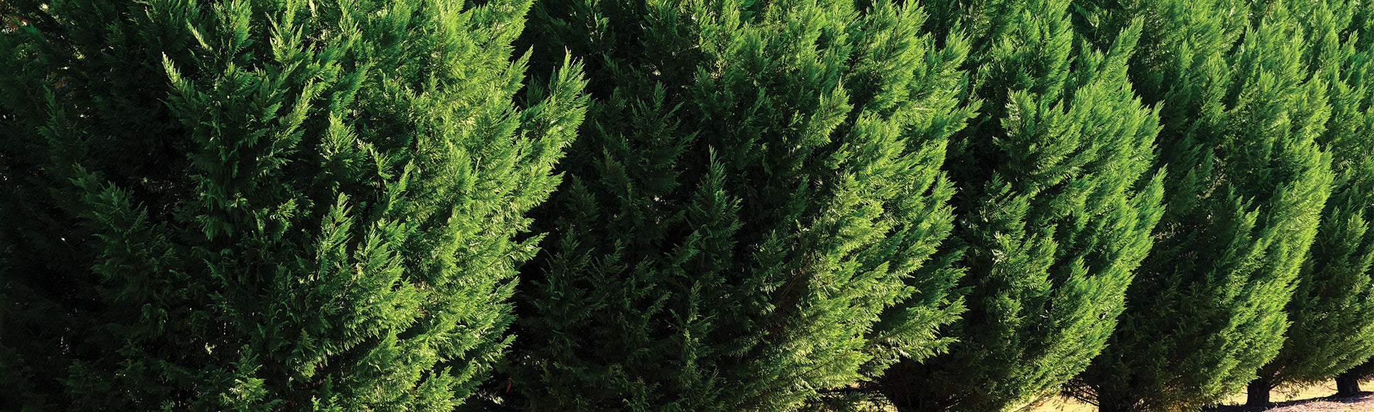 Gemeine Zypresse - Cupressus sempervirens