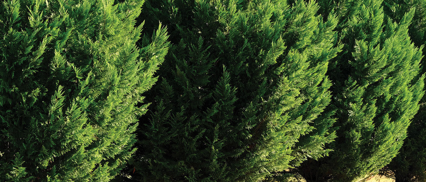 Tassili-Zypresse - Cupressus dupreziana