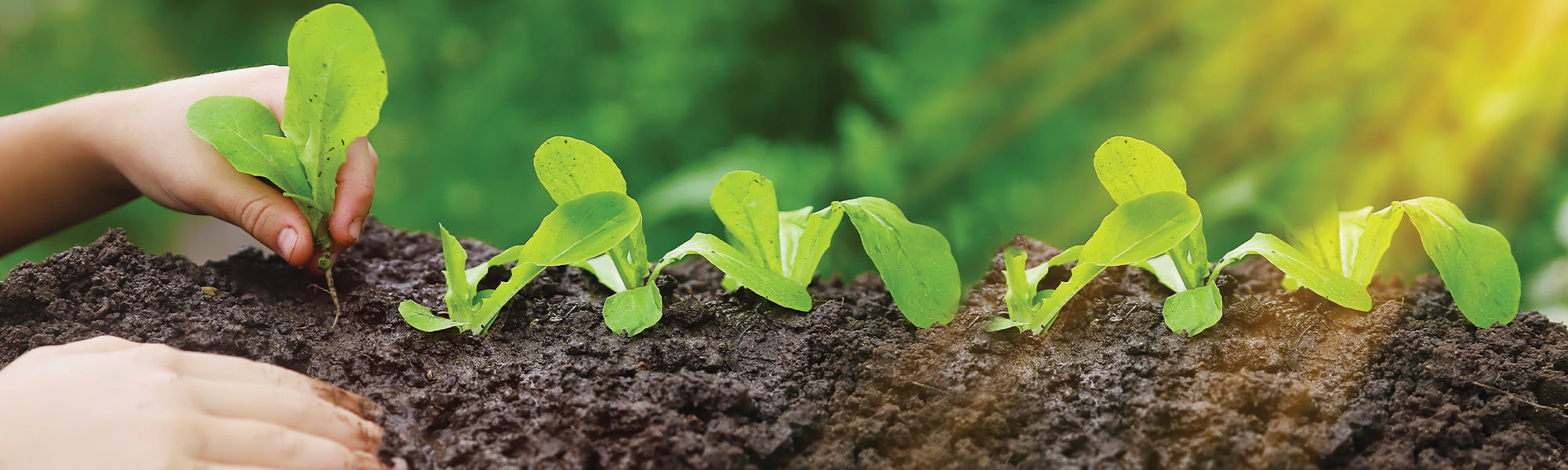 Dünger und Pflanzenschutz