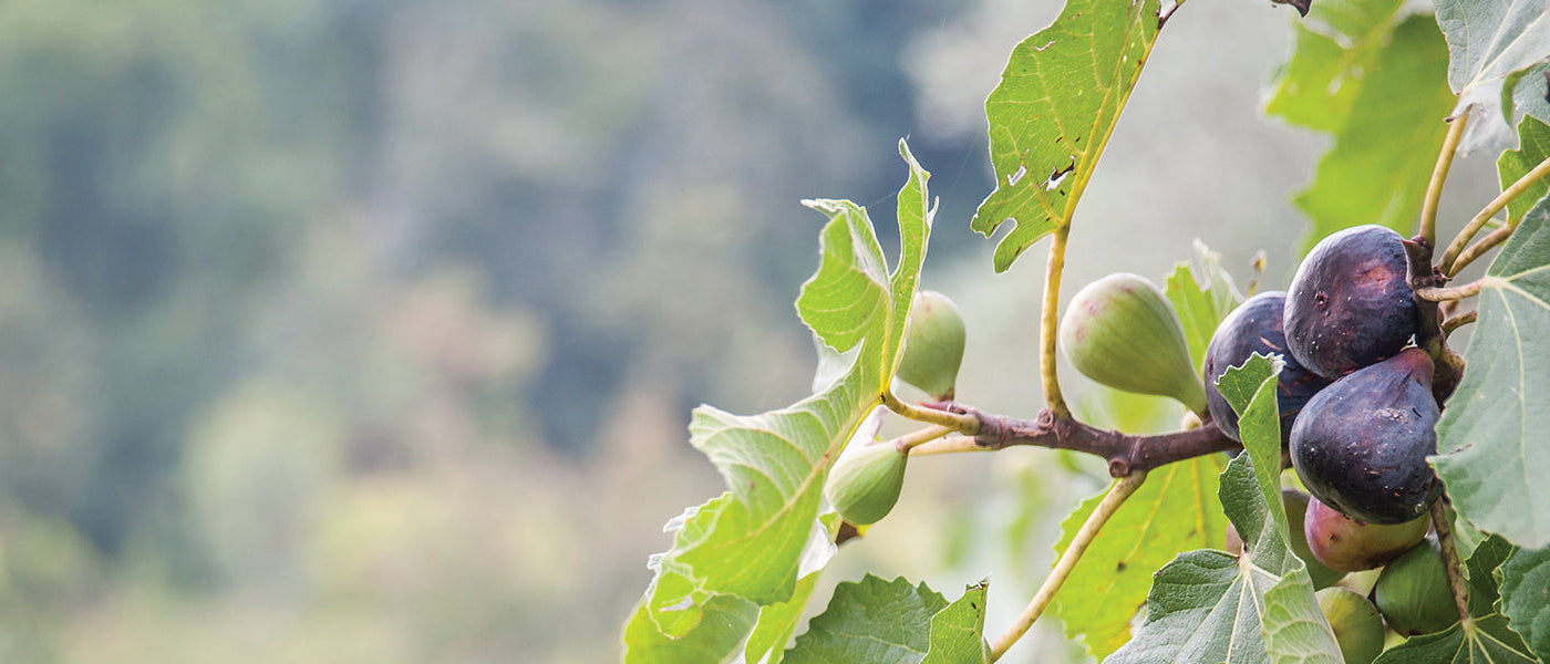 Feigenbaum