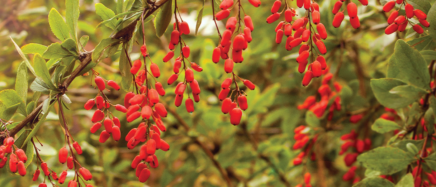 Goji-Beere