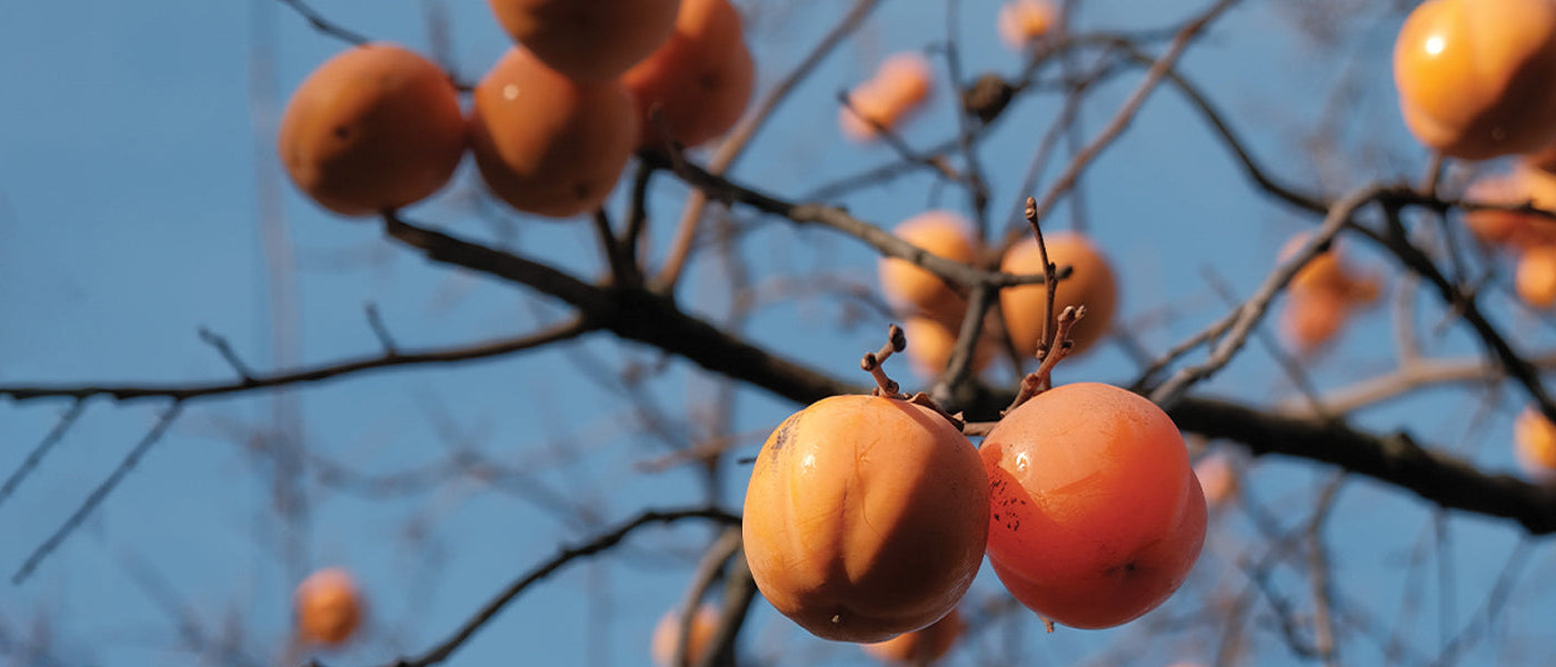 Selbstfruchtende Obstträume