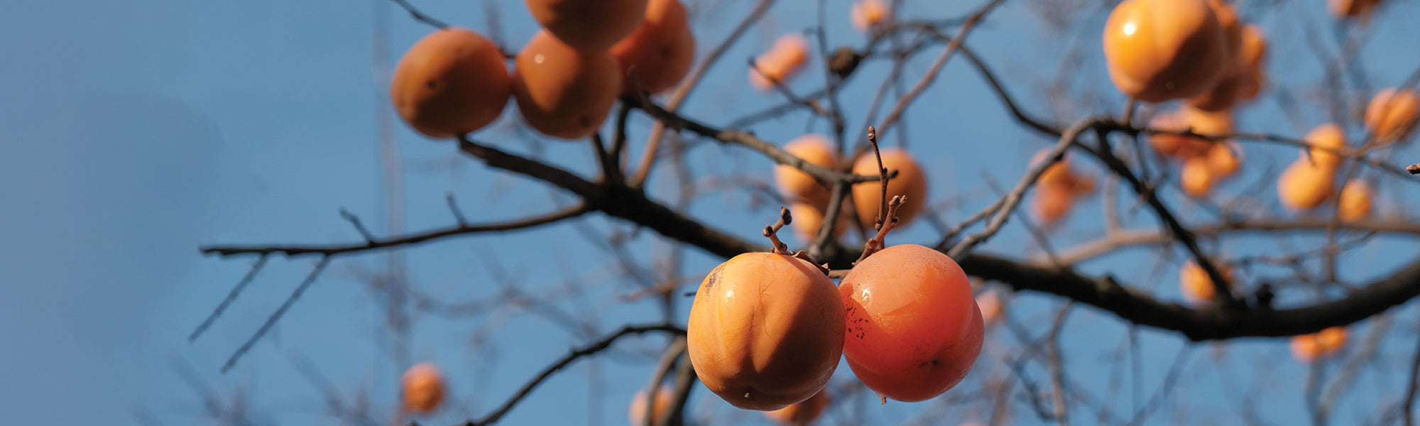 Selbstfruchtende Obstträume