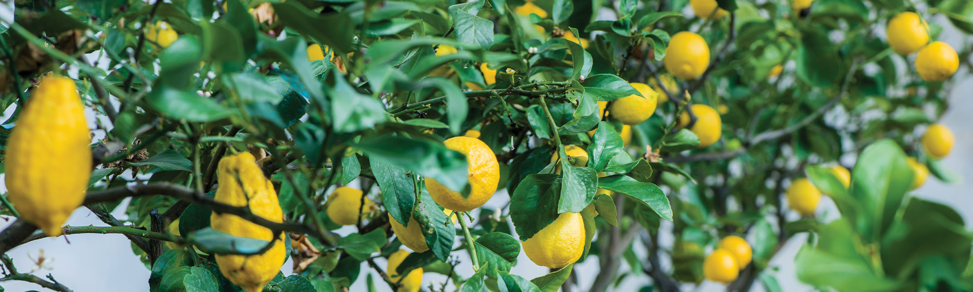 Süßorange - Citrus sinensis