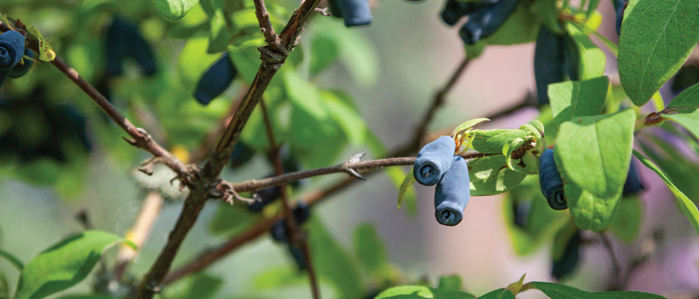 Originelle Obstsorten