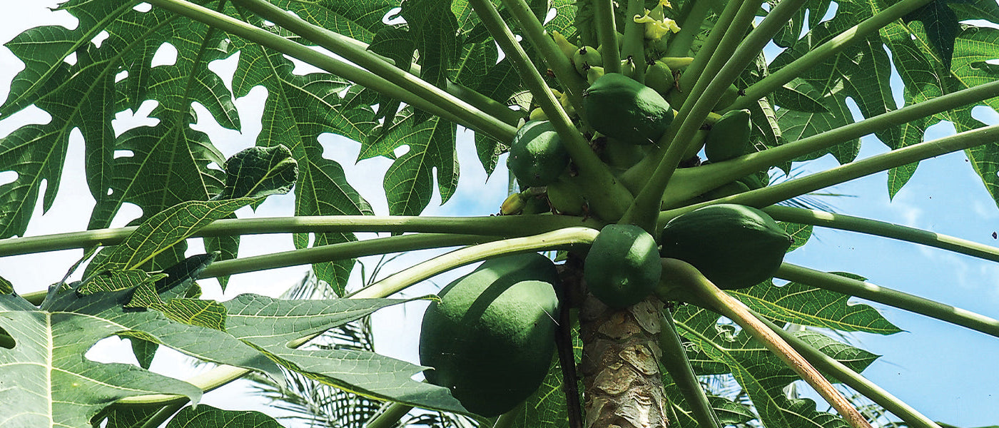 Exotische Obstbäume