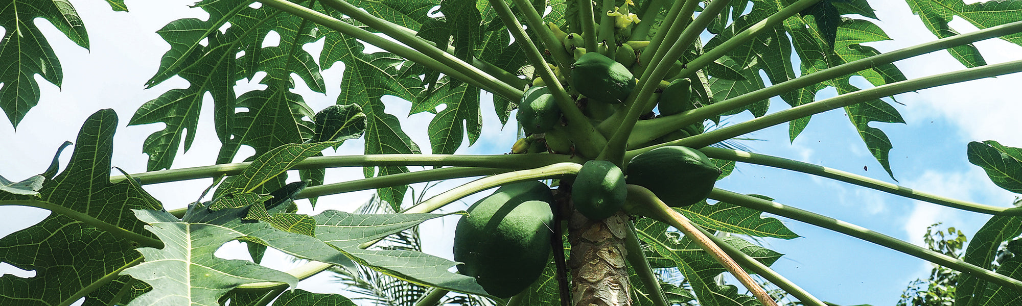 Exotische Obstbäume