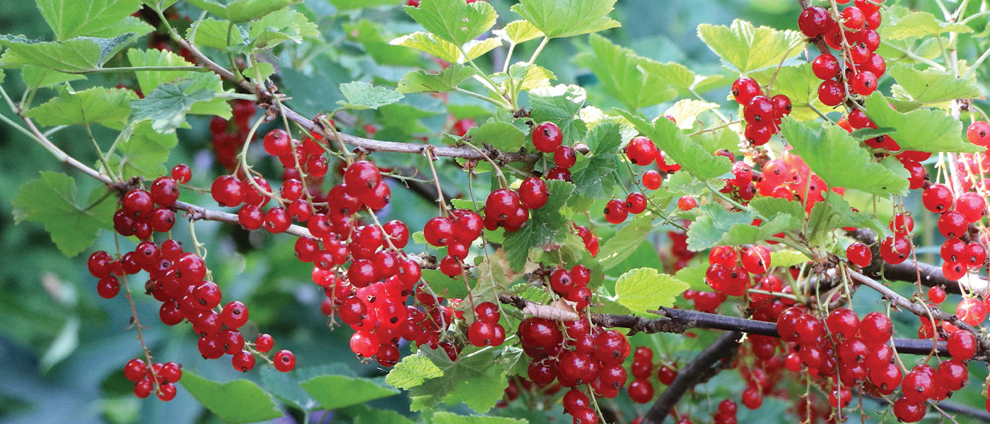 Rote Johannisbeere