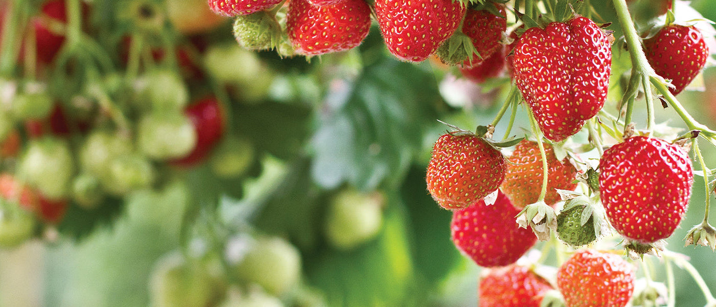 Gartenerdbeere - Fragaria ananassa