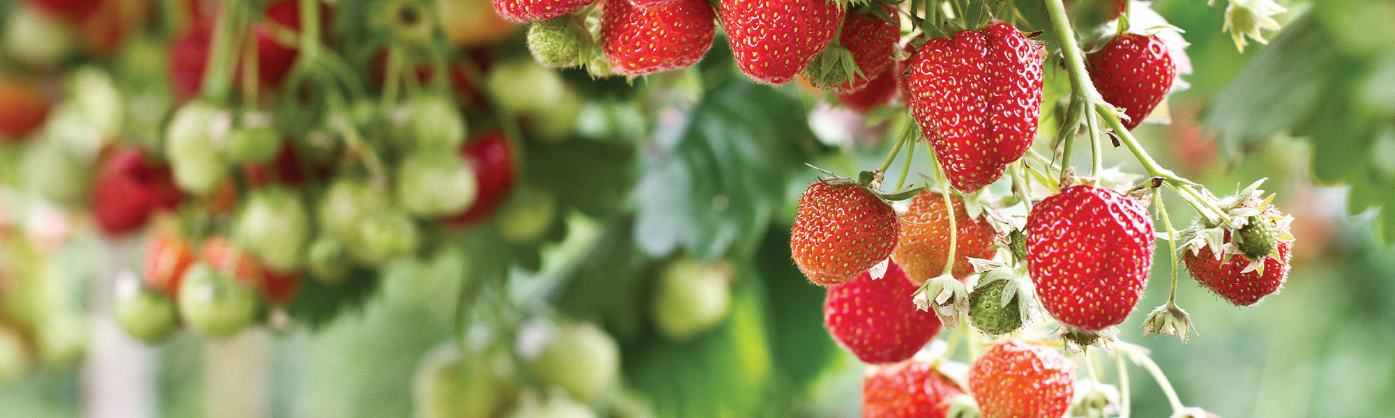 Gartenerdbeere - Fragaria ananassa