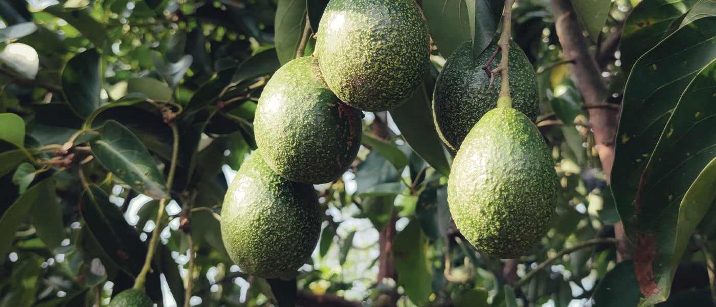 Avocadobaum