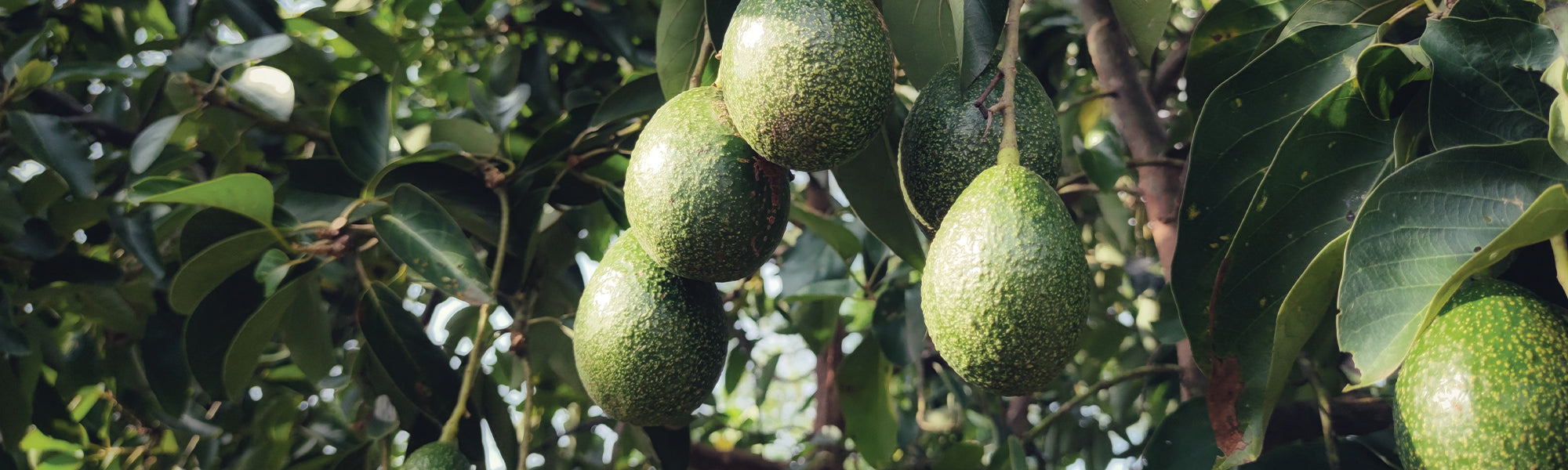 Avocadobaum
