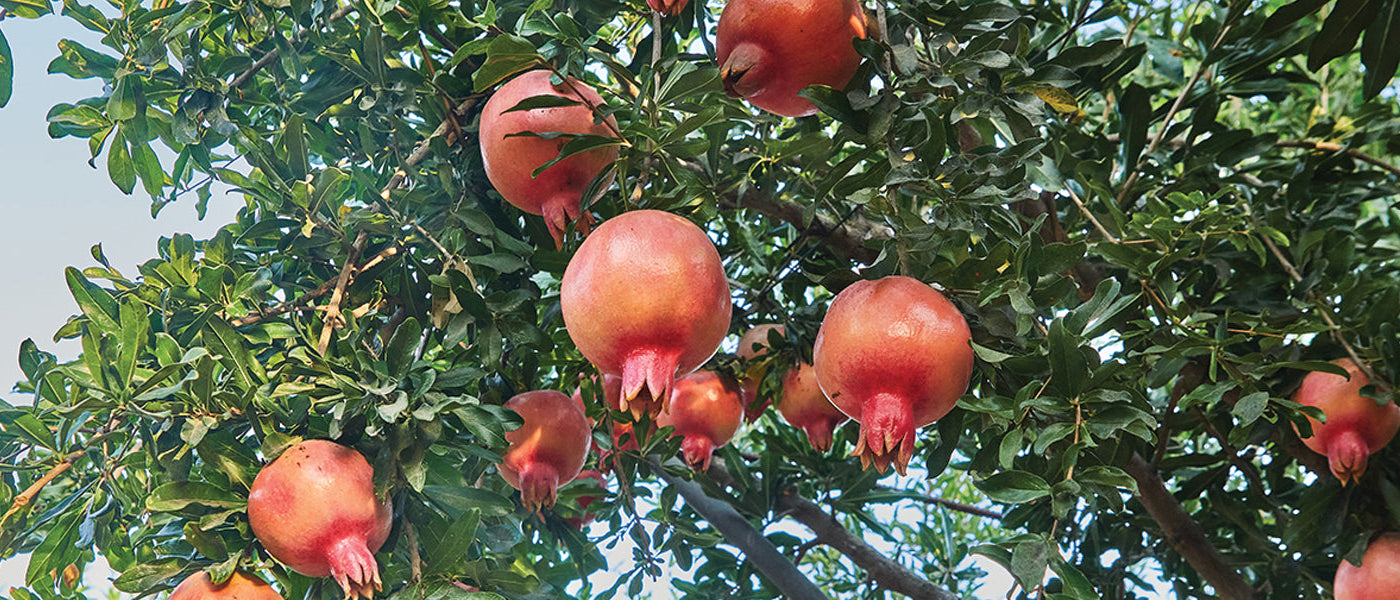 Granatapfel