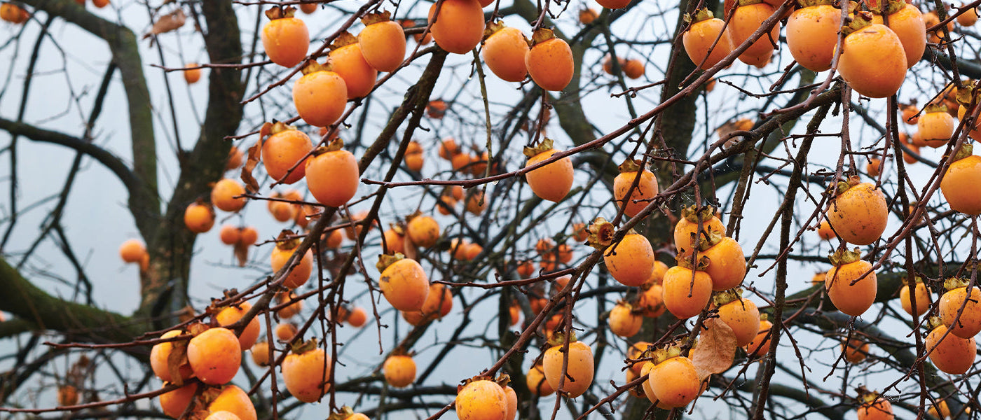 Kaki-Baum