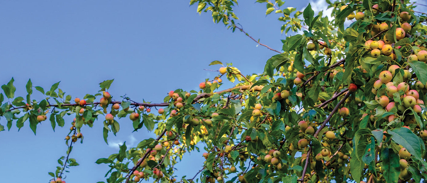 Große Obstbäume