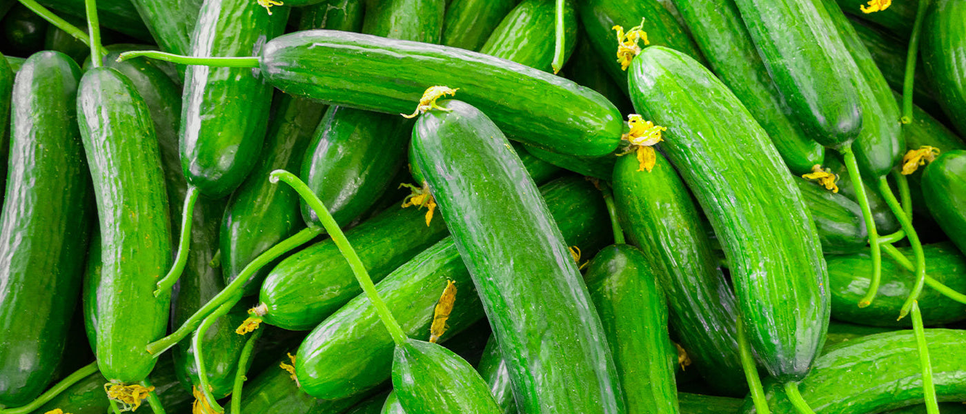 Gurke - Cucumis sativus