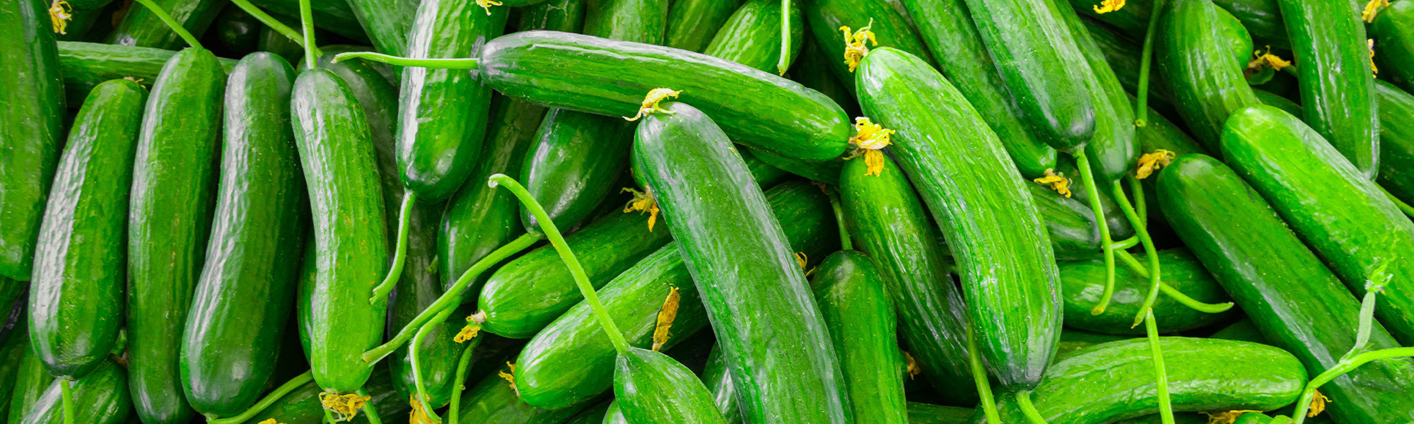 Gurke - Cucumis sativus