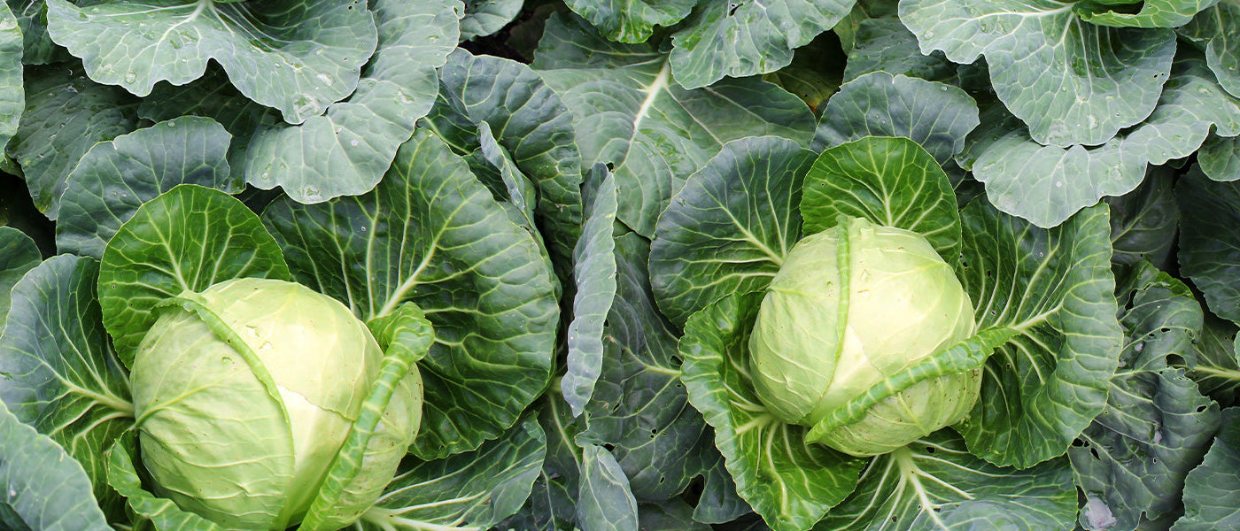 Gemüsekohl - Brassica oleracea