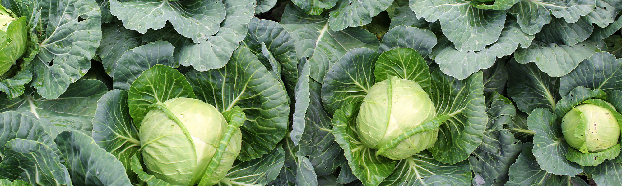 Gemüsekohl - Brassica oleracea