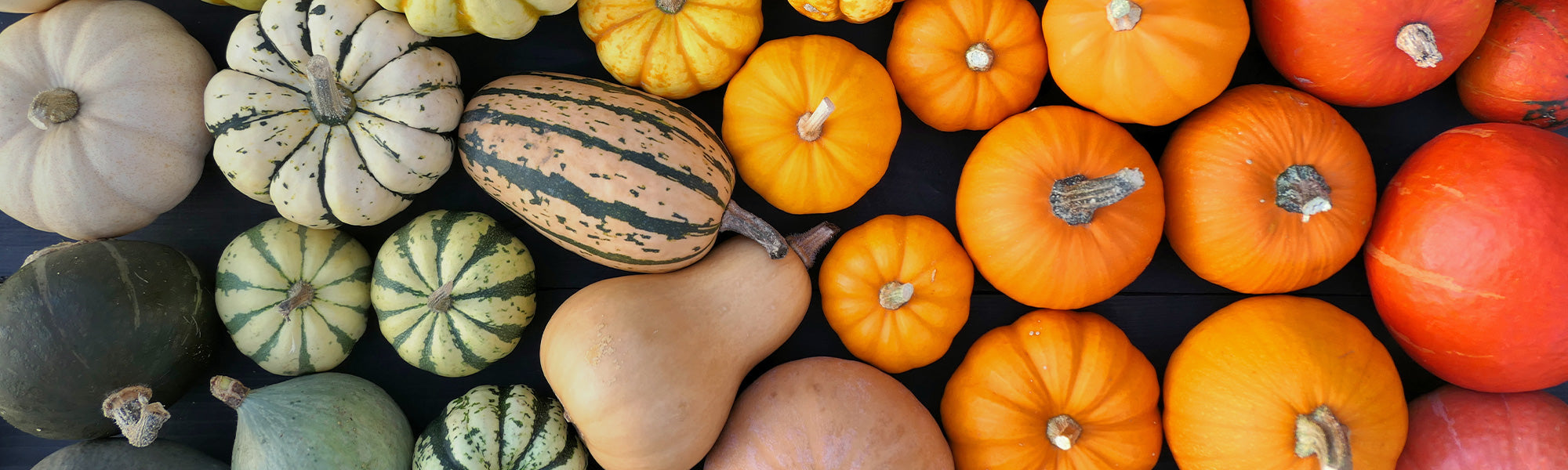Gartenkürbis - Cucurbita pepo