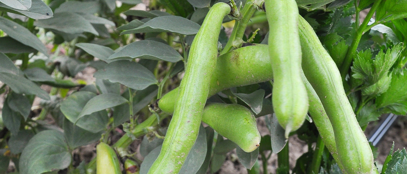 Ackerbohnen