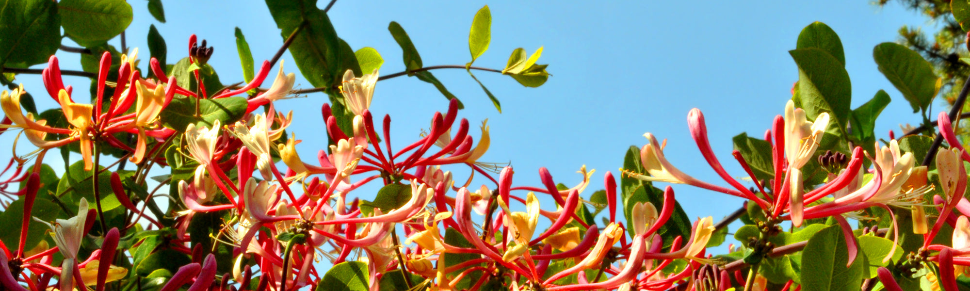 Japanisches Geißblatt - Lonicera japonica