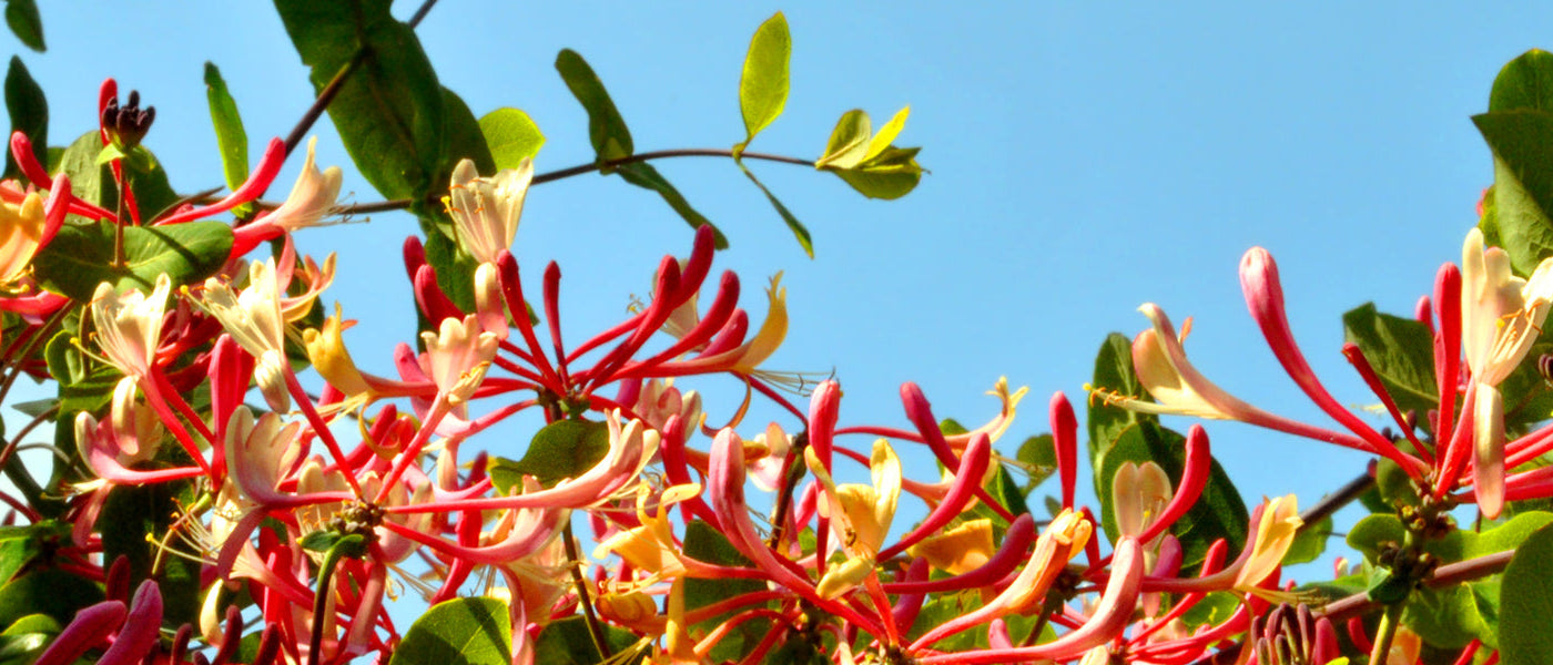 Wald-Geißblatt - Lonicera periclymenum