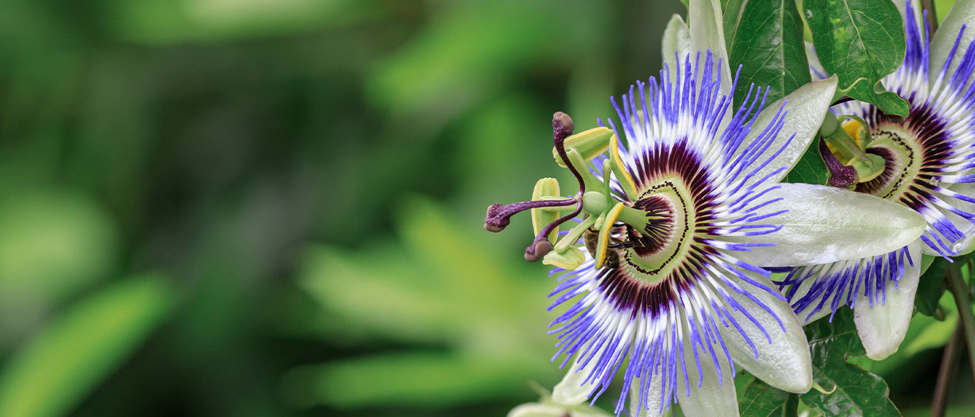 Passionsblumen