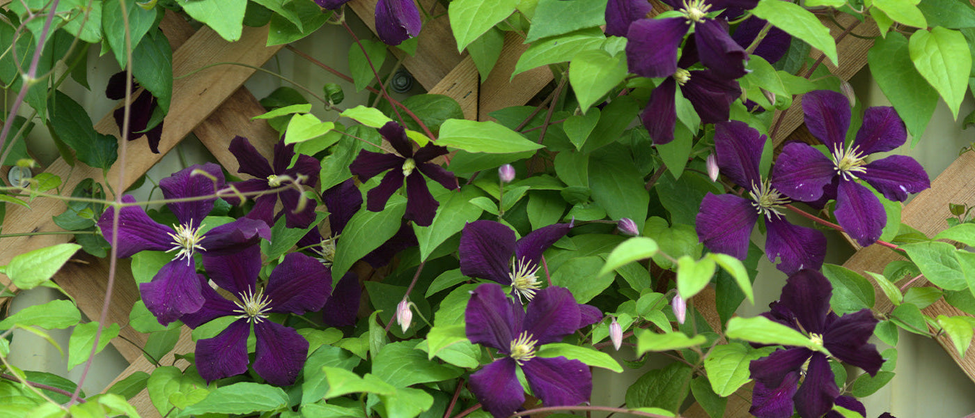 Rankende Waldrebe - Clematis cirrhosa