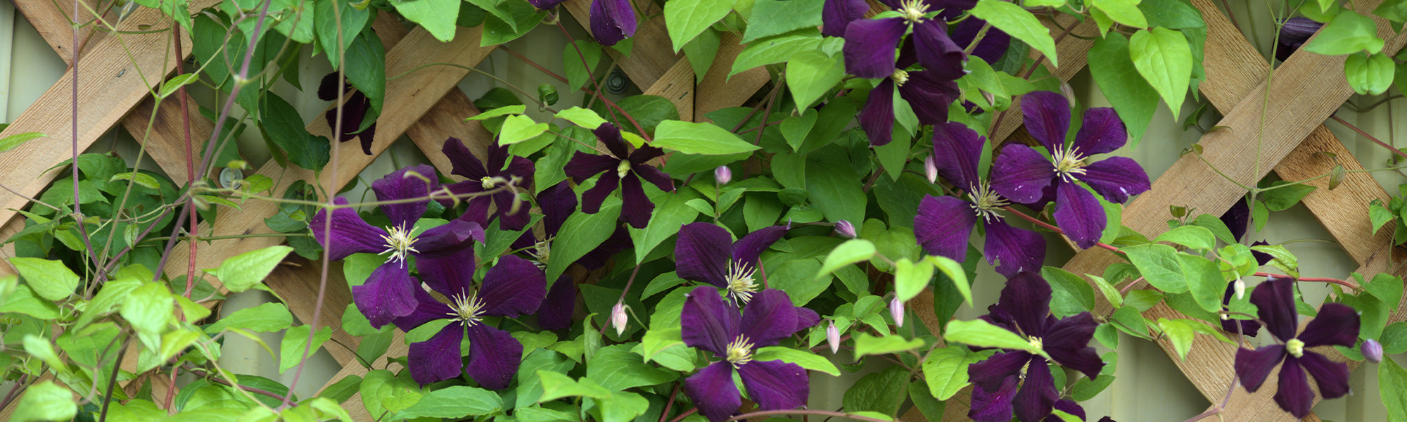 Rankende Waldrebe - Clematis cirrhosa